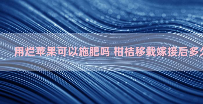 用烂苹果可以施肥吗 柑桔移栽嫁接后多久可以施肥